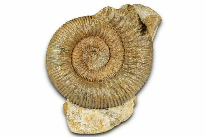 Jurassic Ammonite and Gastropod Cluster - Fresney, France #334774